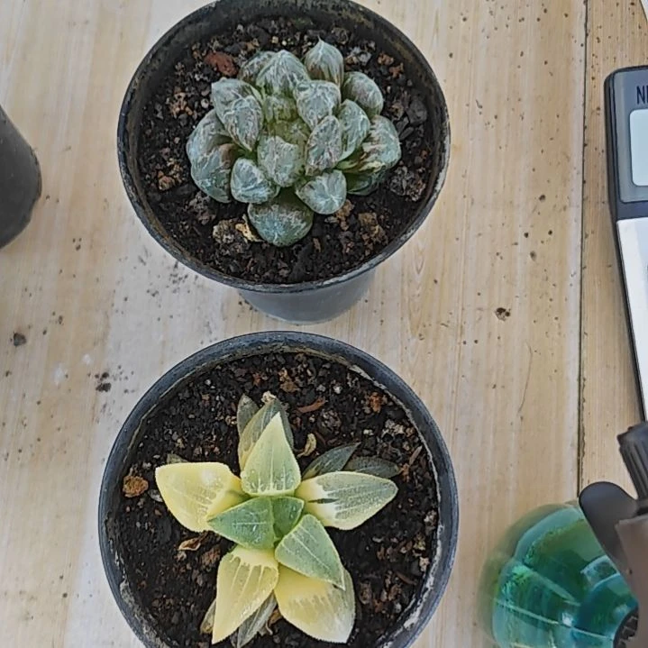 两颗锦多肉植物原盆土加存300