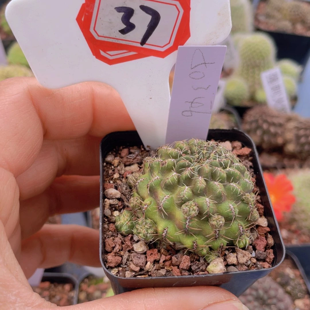 仙*?37往事多肉园仙人球