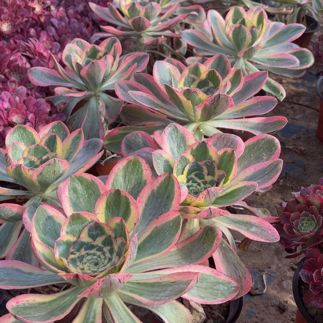 燕姿锦9.9法师多肉嫩