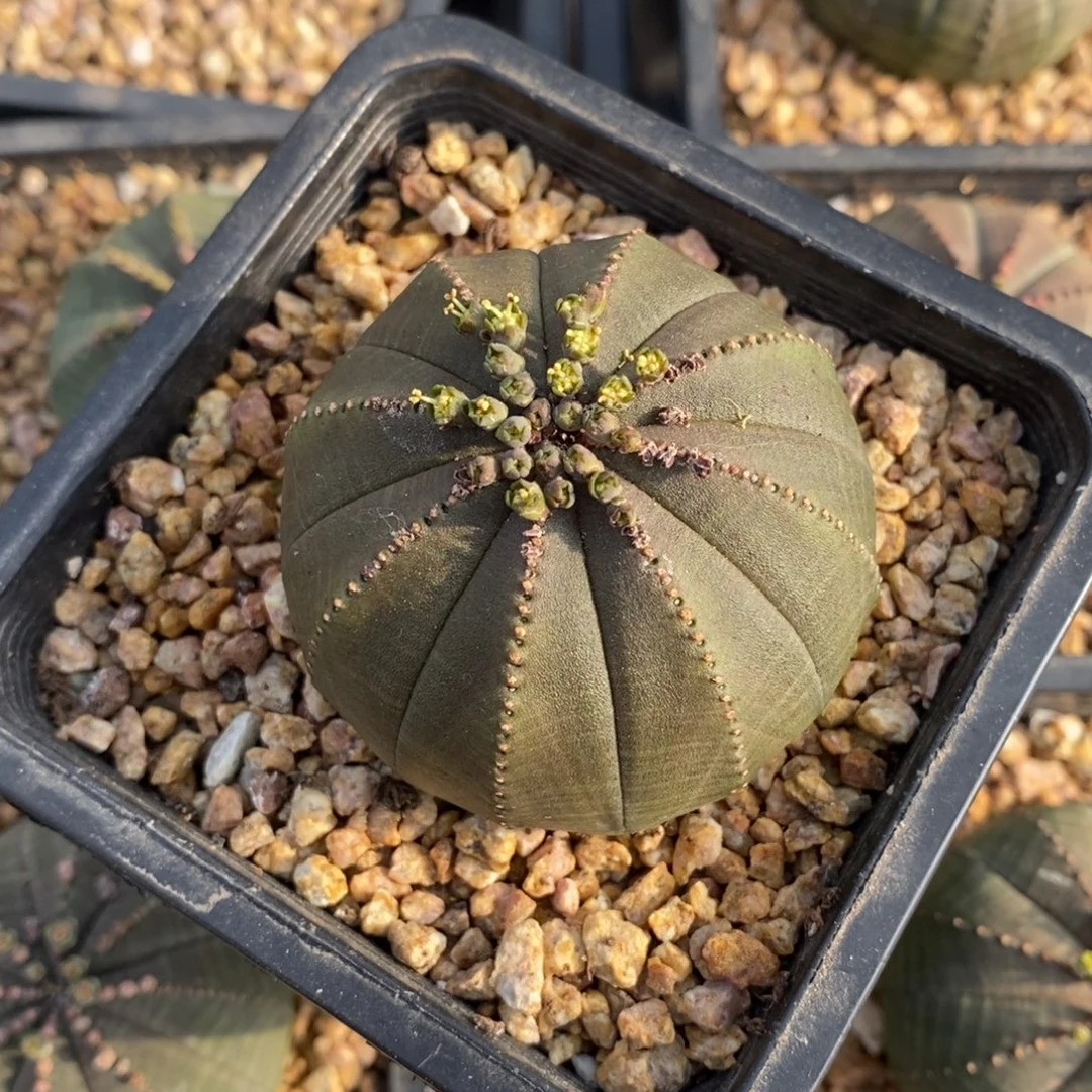 25 欧系实生布纹球多肉植物