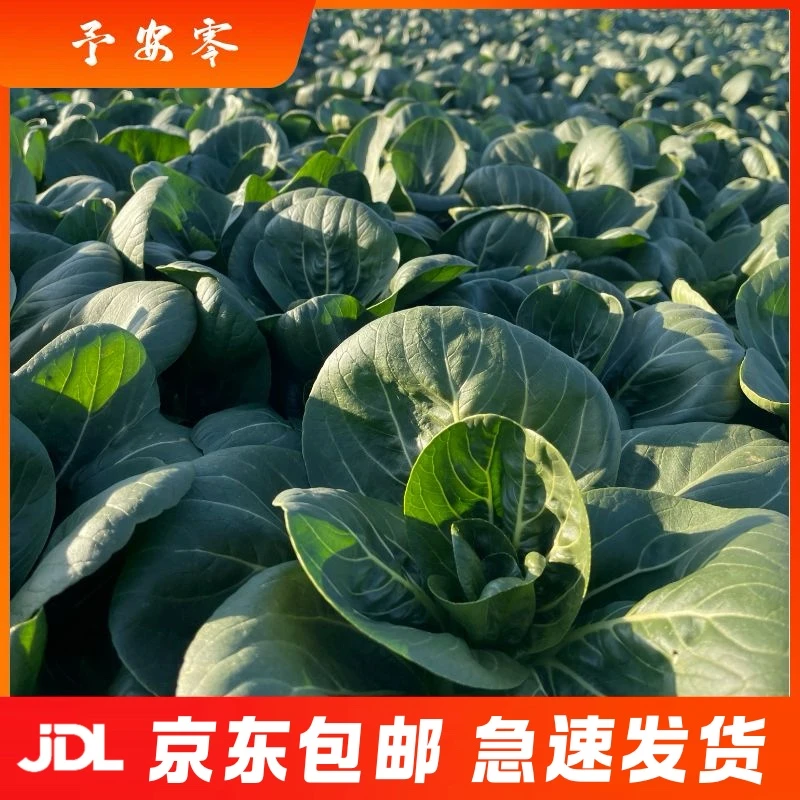 上海金山本地上霜青菜