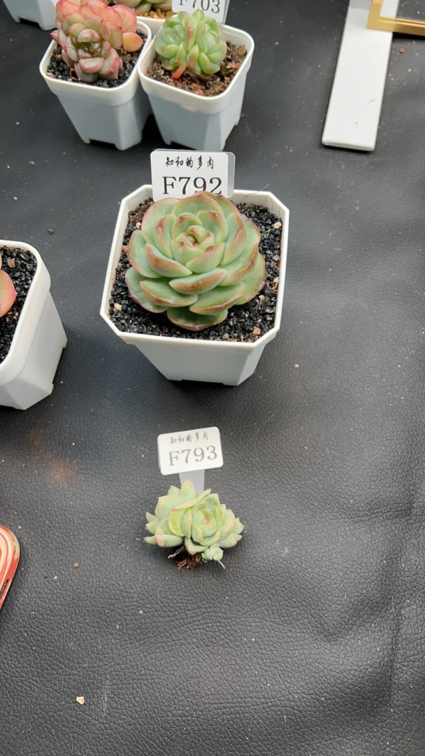 知和的多肉专拍链接