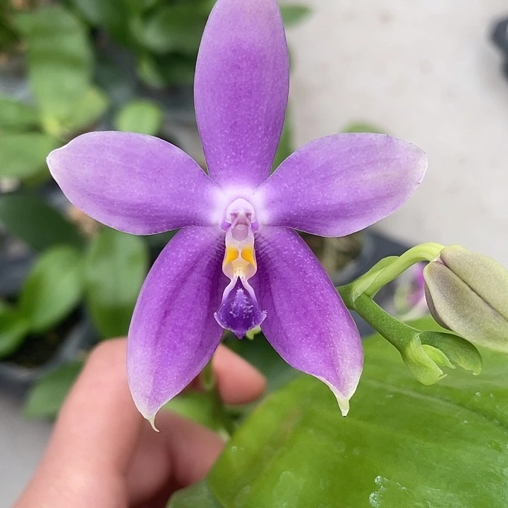 完全开放浓香蓝珠宝CA583” 2.8寸带花介意消花勿拍