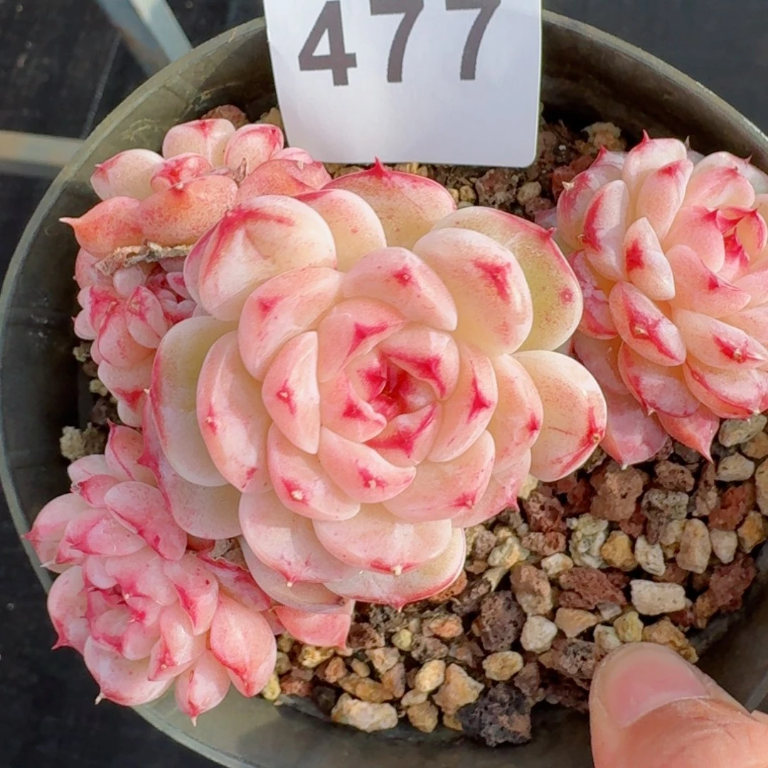 天鹅绒老桩      愿你一路坦途，乘风破浪展宏图