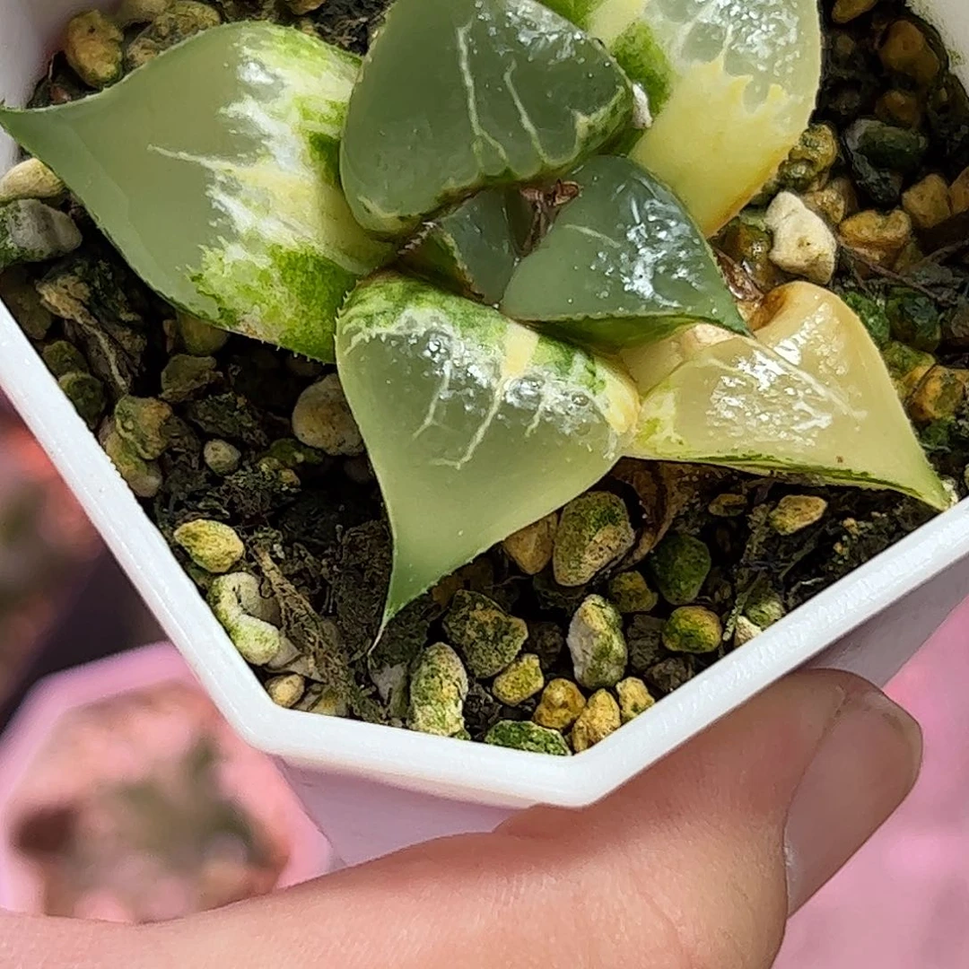 酒吞童子锦十二卷多肉植物