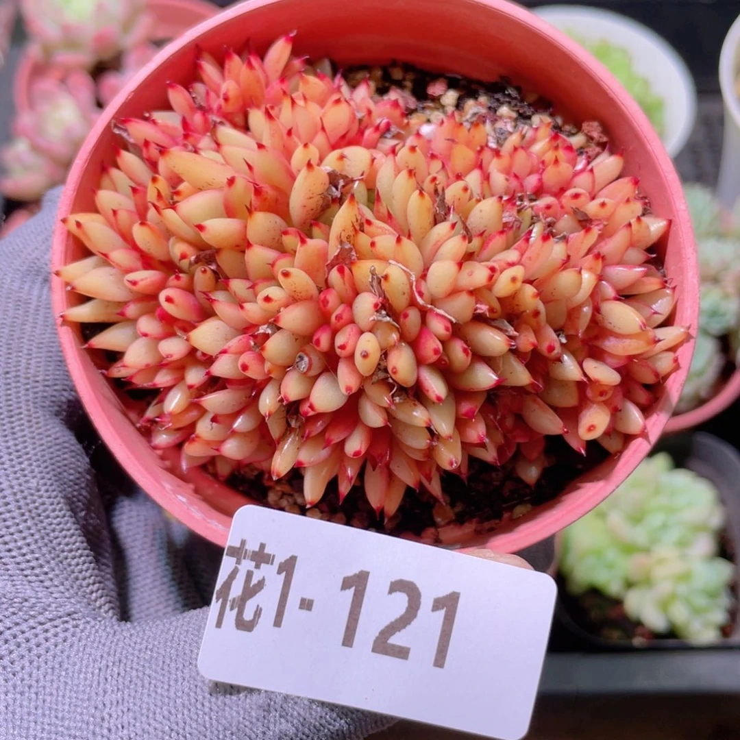 花利美1-121乌木缀化