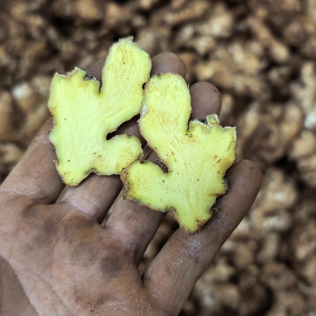 云南高山农民种植黄姜老姜