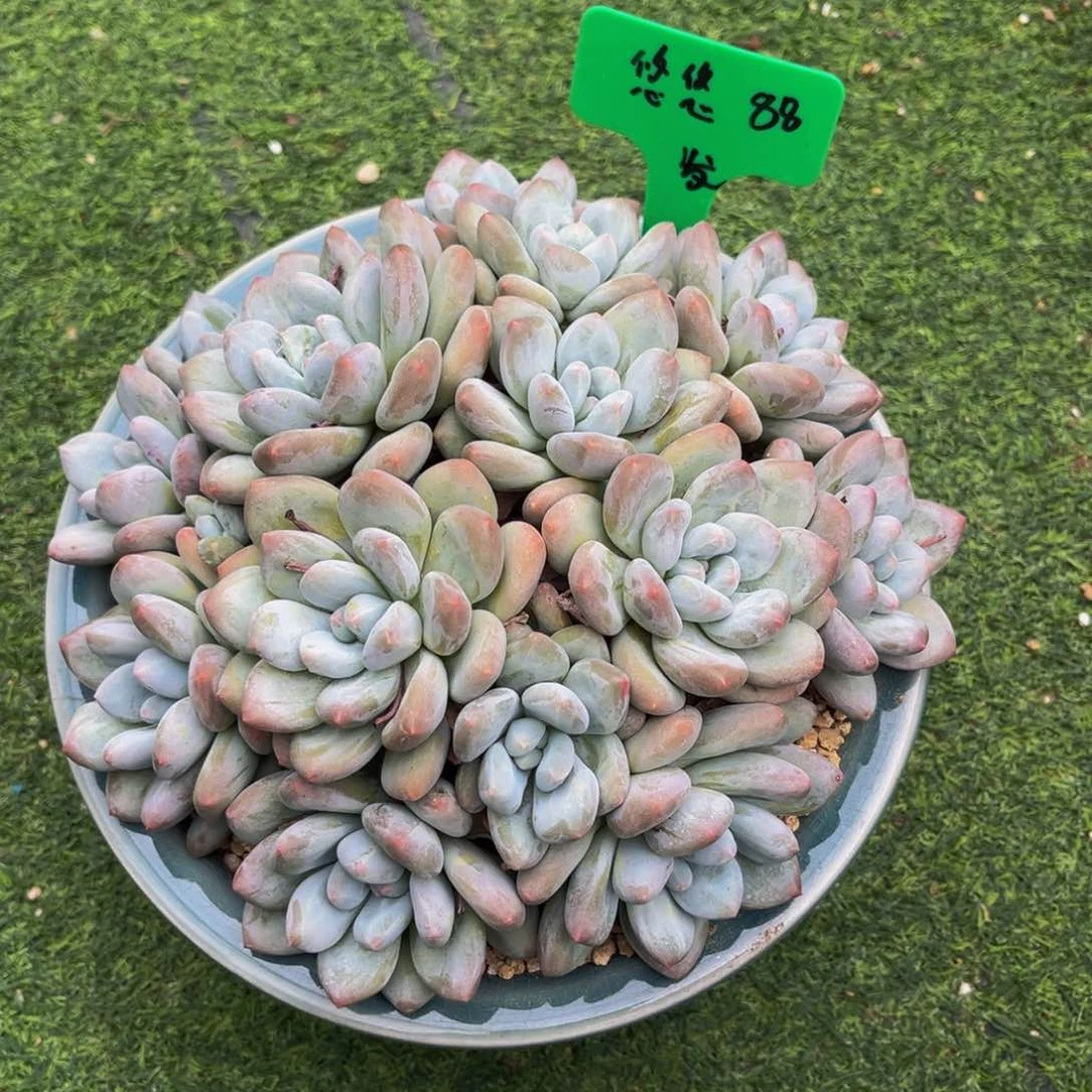 一物一拍多肉植物