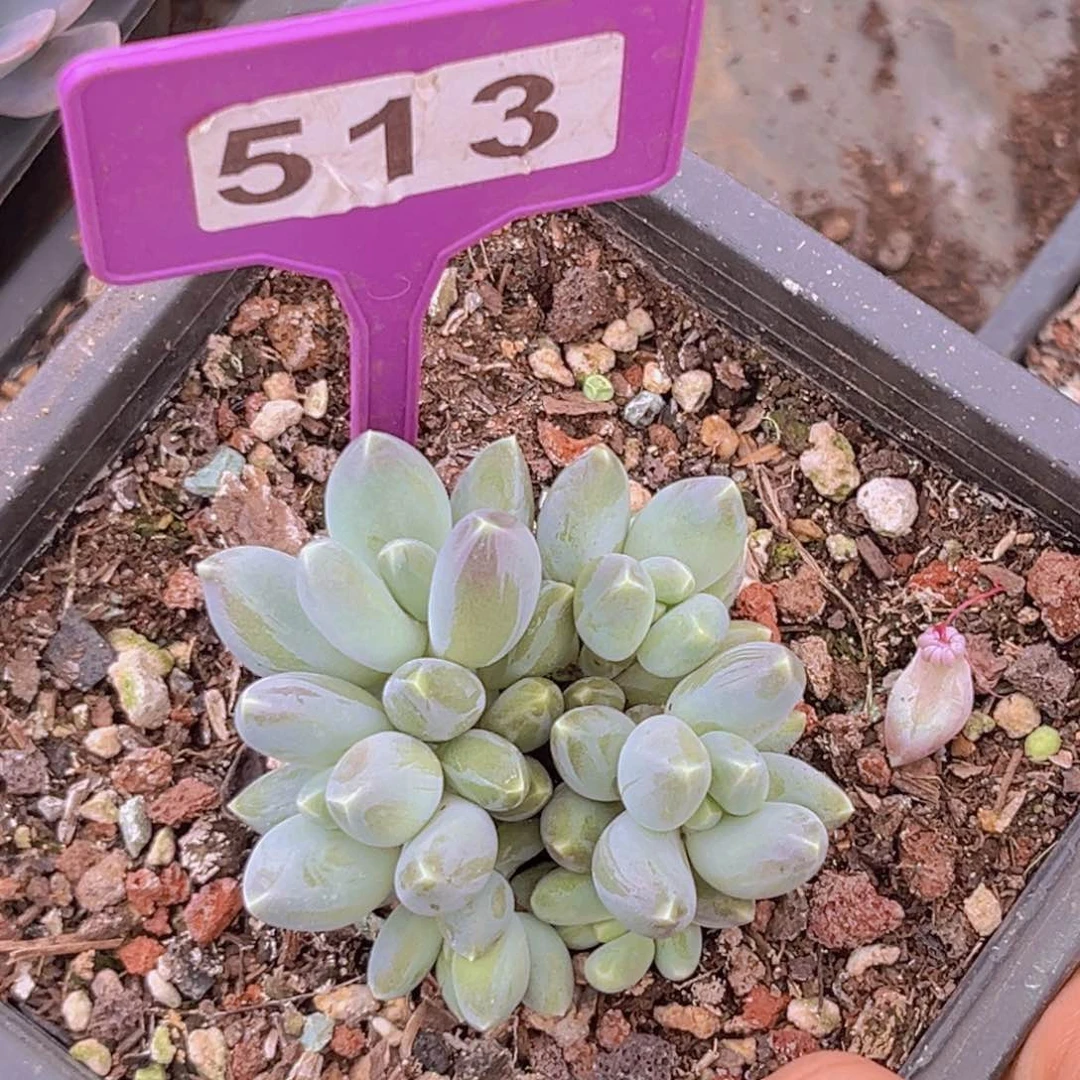 多肉植物松果美人513