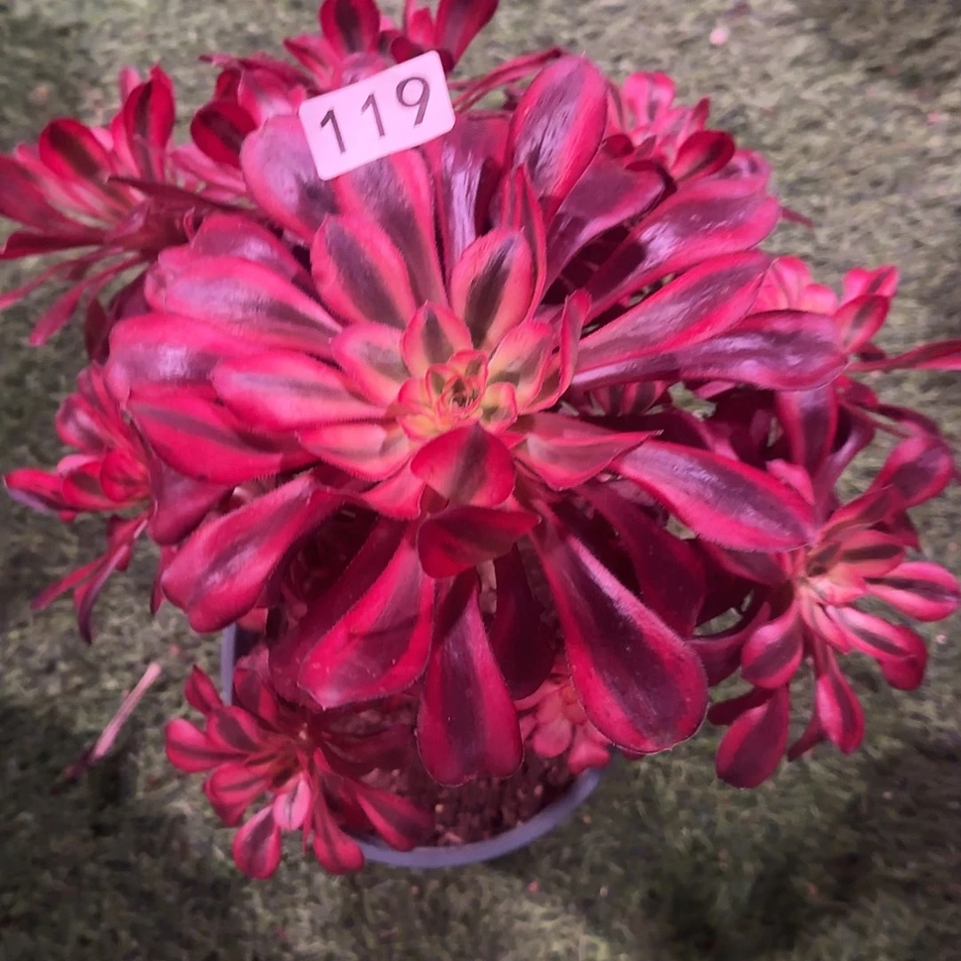 多肉植物香奈儿119