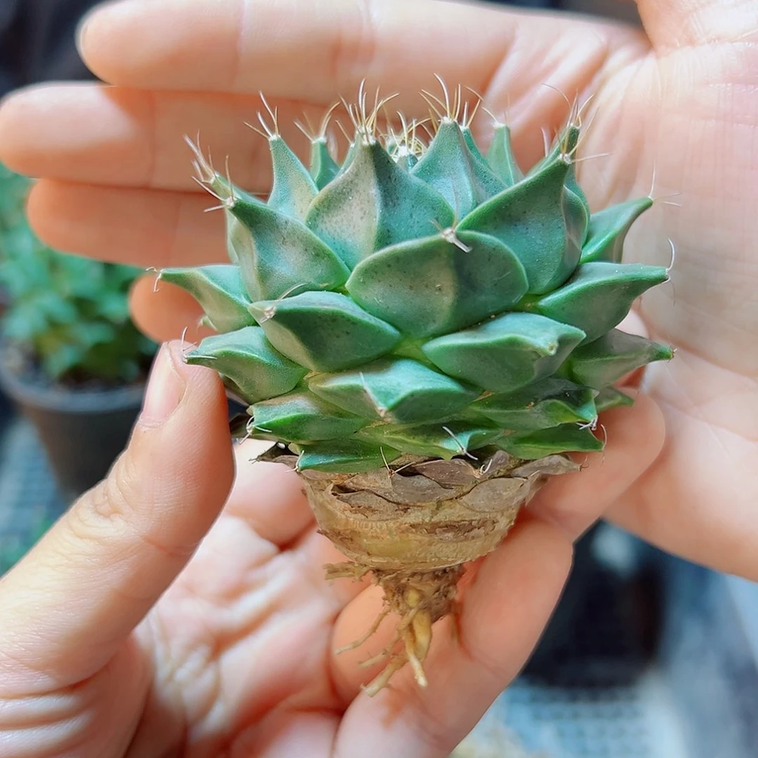 实生大帝冠6.8公分