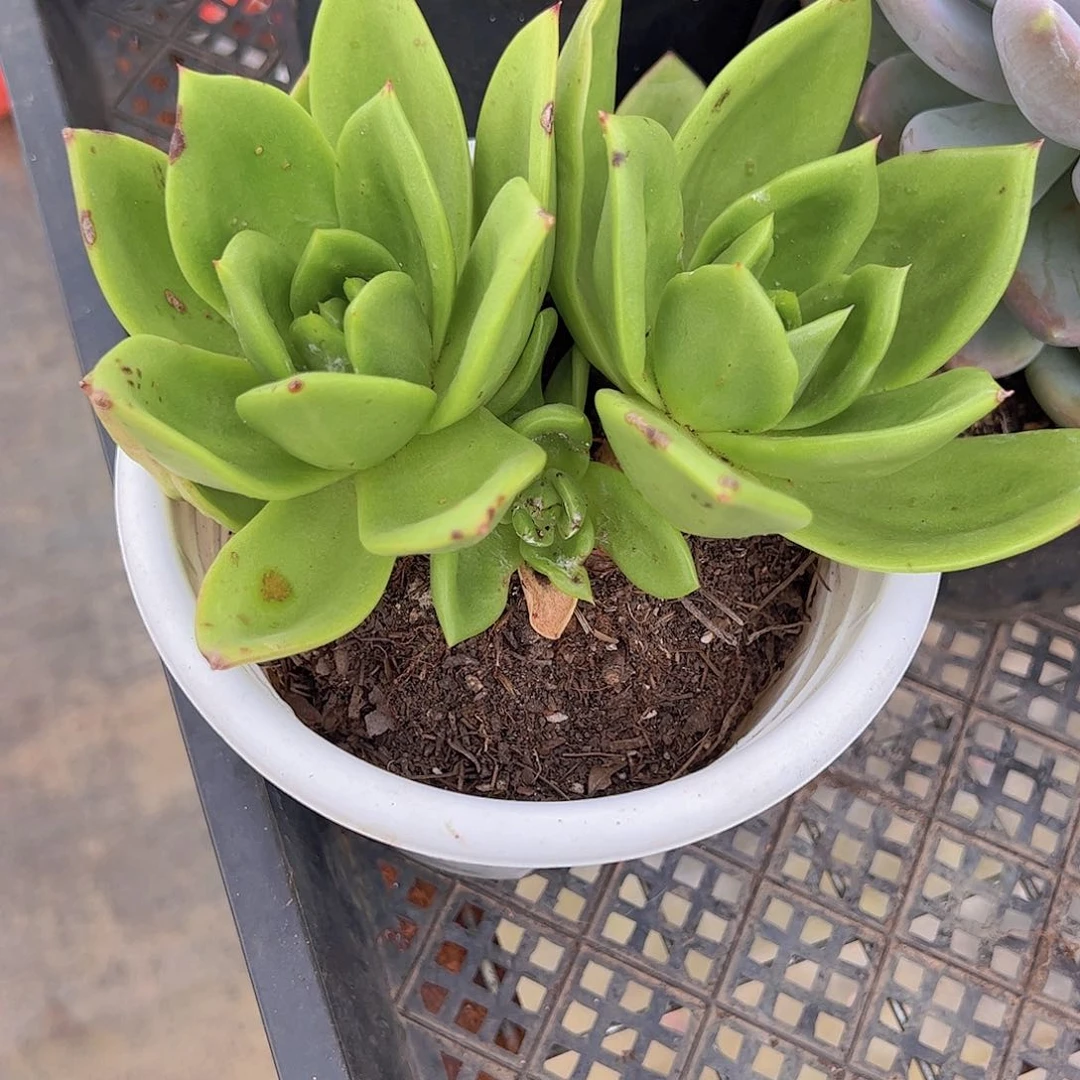 翠花双头起发精品