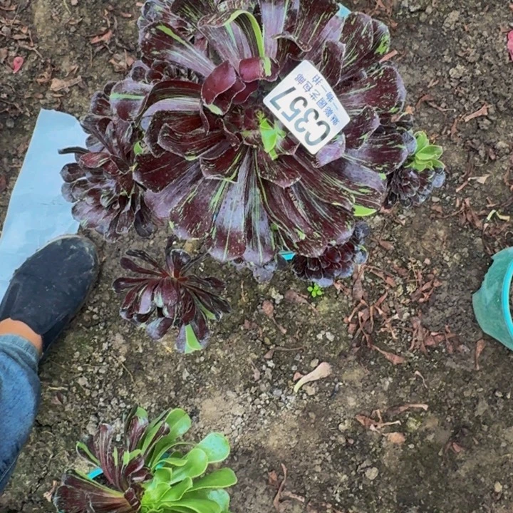 水墨丹青花25-29包邮花花