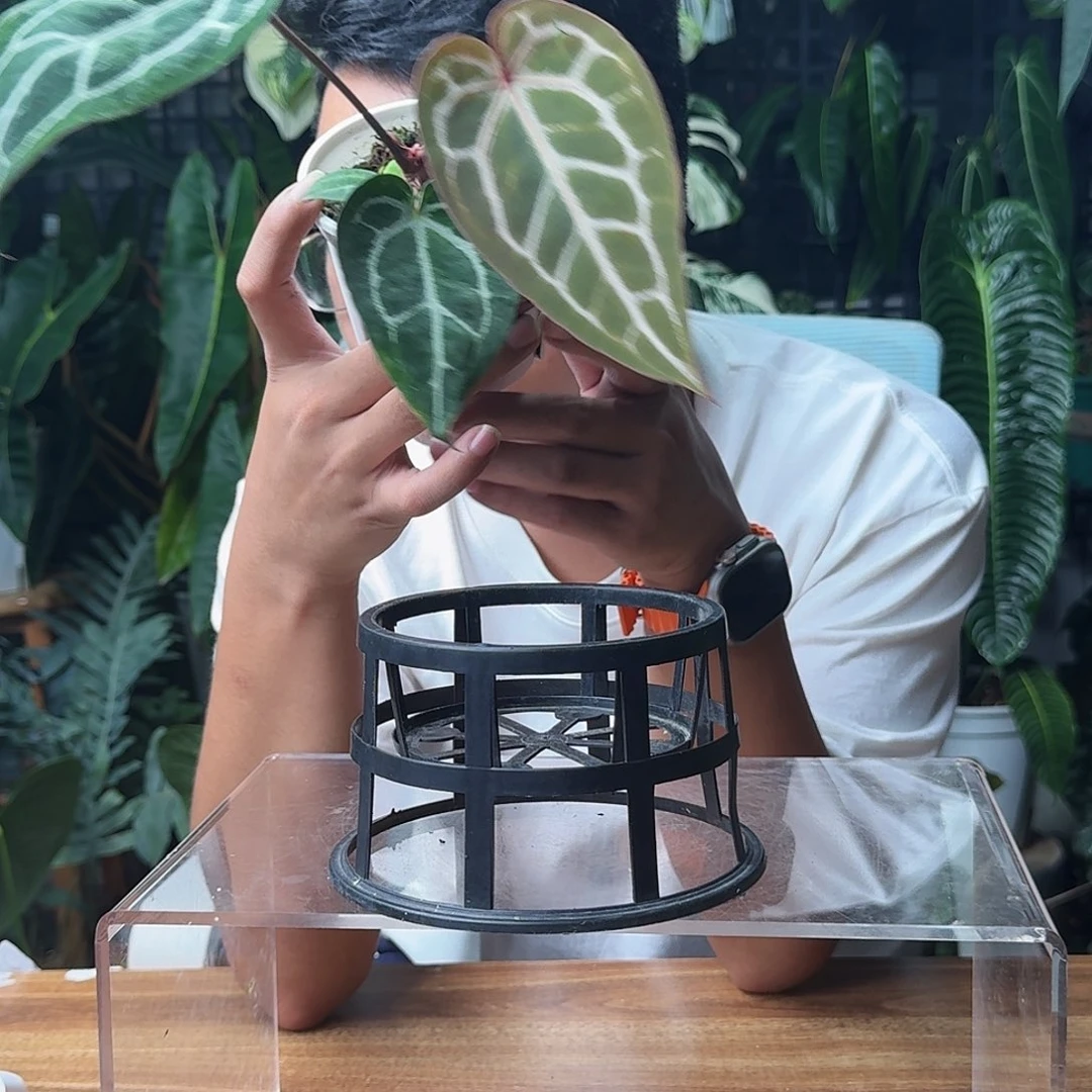 两***啊无花朵一物一拍D623