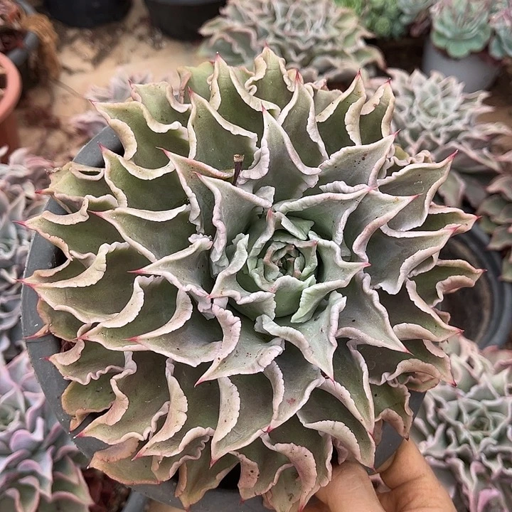 玥*饺子皮10.88多肉植物精品