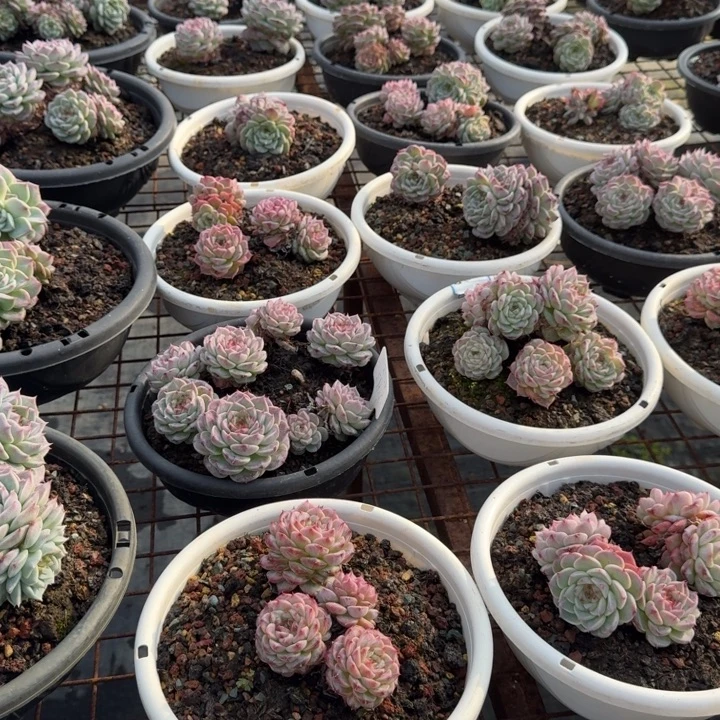 天鹅绒群多肉（4头起发）不包整