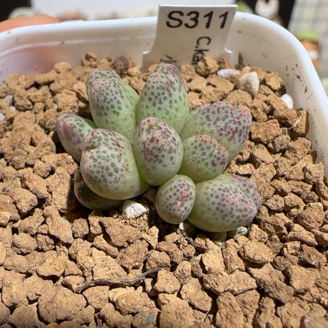 肉锥多肉植物组合-草莓斑马101