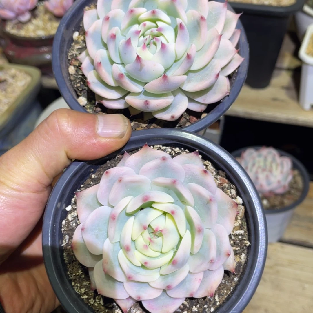 ?***?淘多肉吉娃娃锦两个