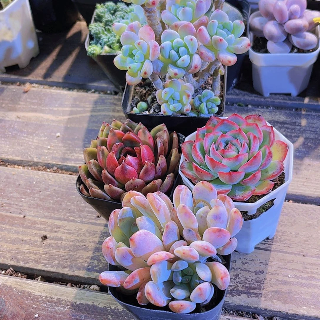 罗琦。玫瑰。侧影。橙梦露多头