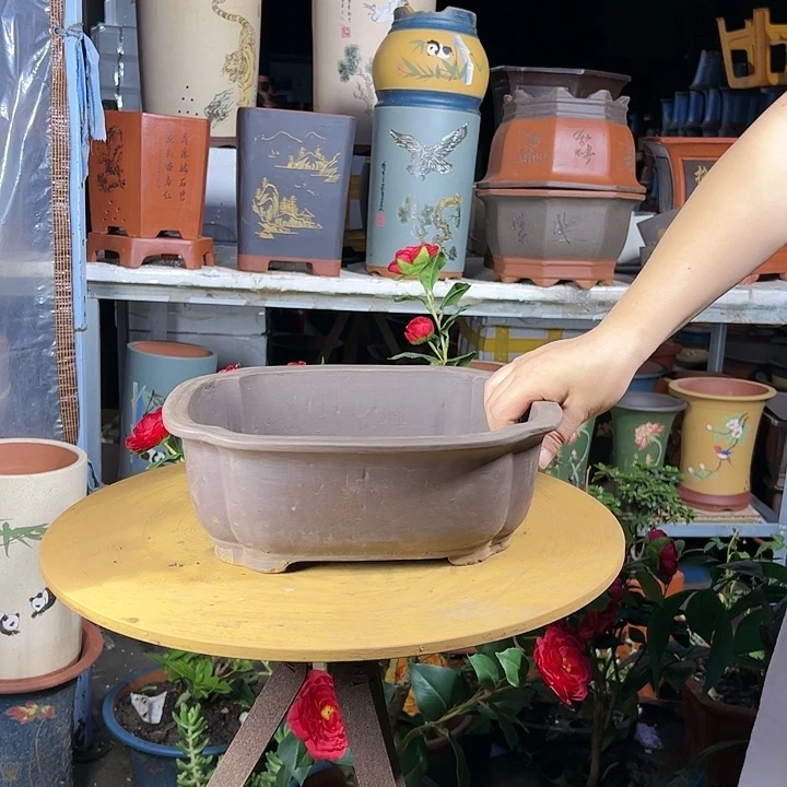 30海棠花盆花盆花盆