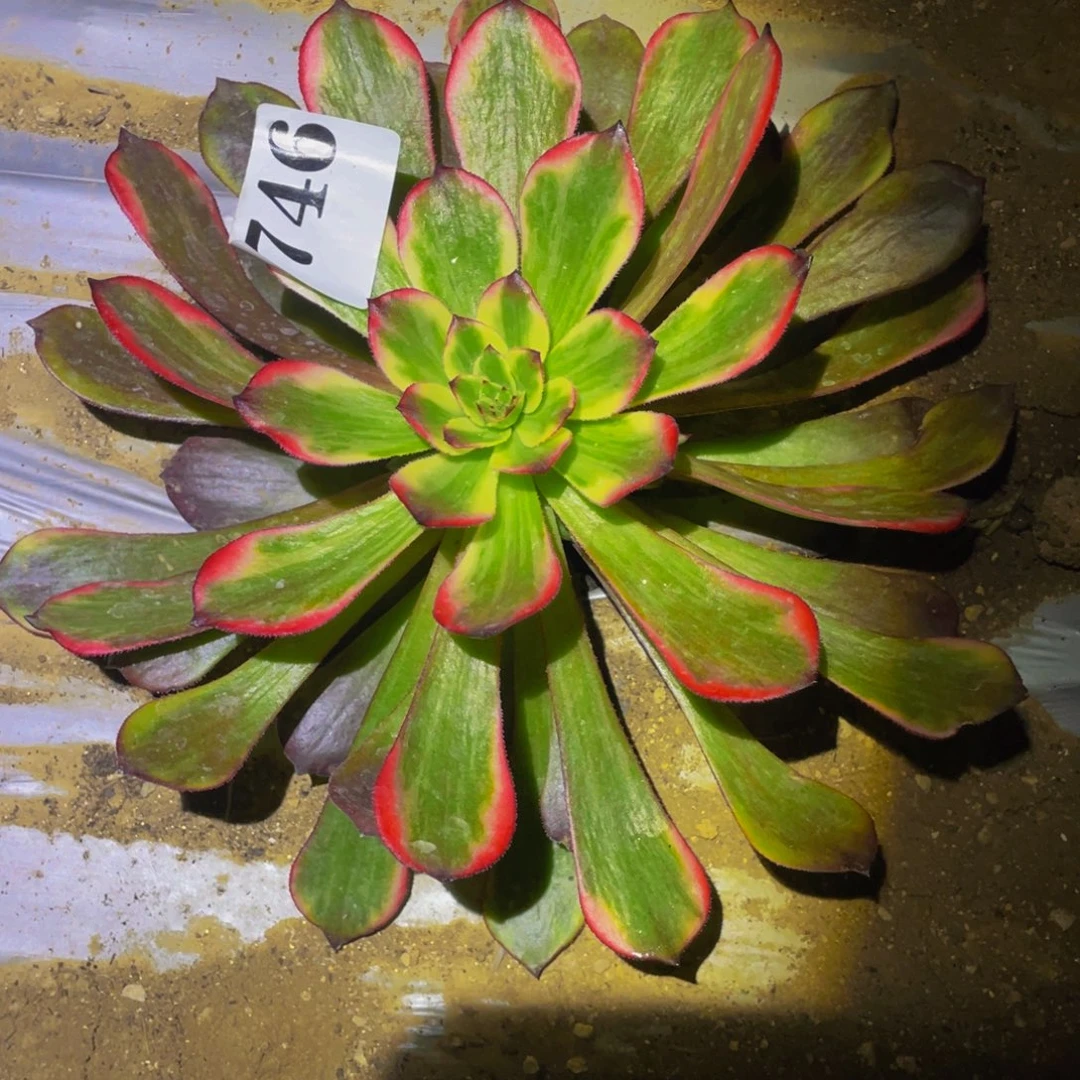 西瓜太郎多肉多肉植物746