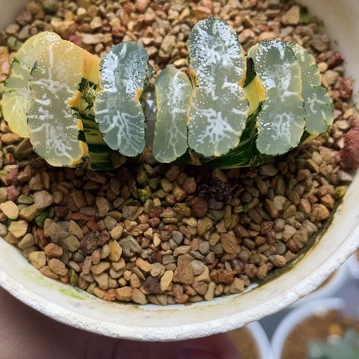 37  天使玉扇锦十二卷
