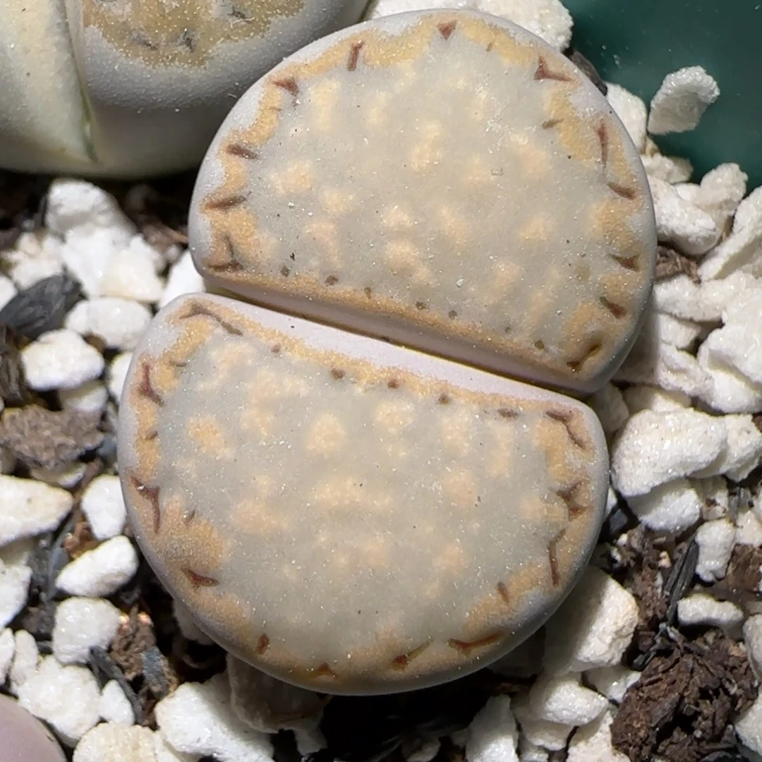 1.22，饼干。9029上播福利