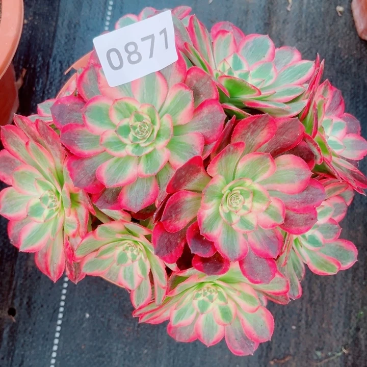 新品赤子心特价多肉