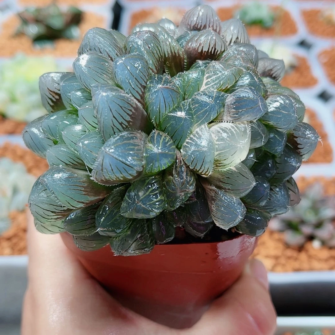 【闪购商品】蓝镜玉露