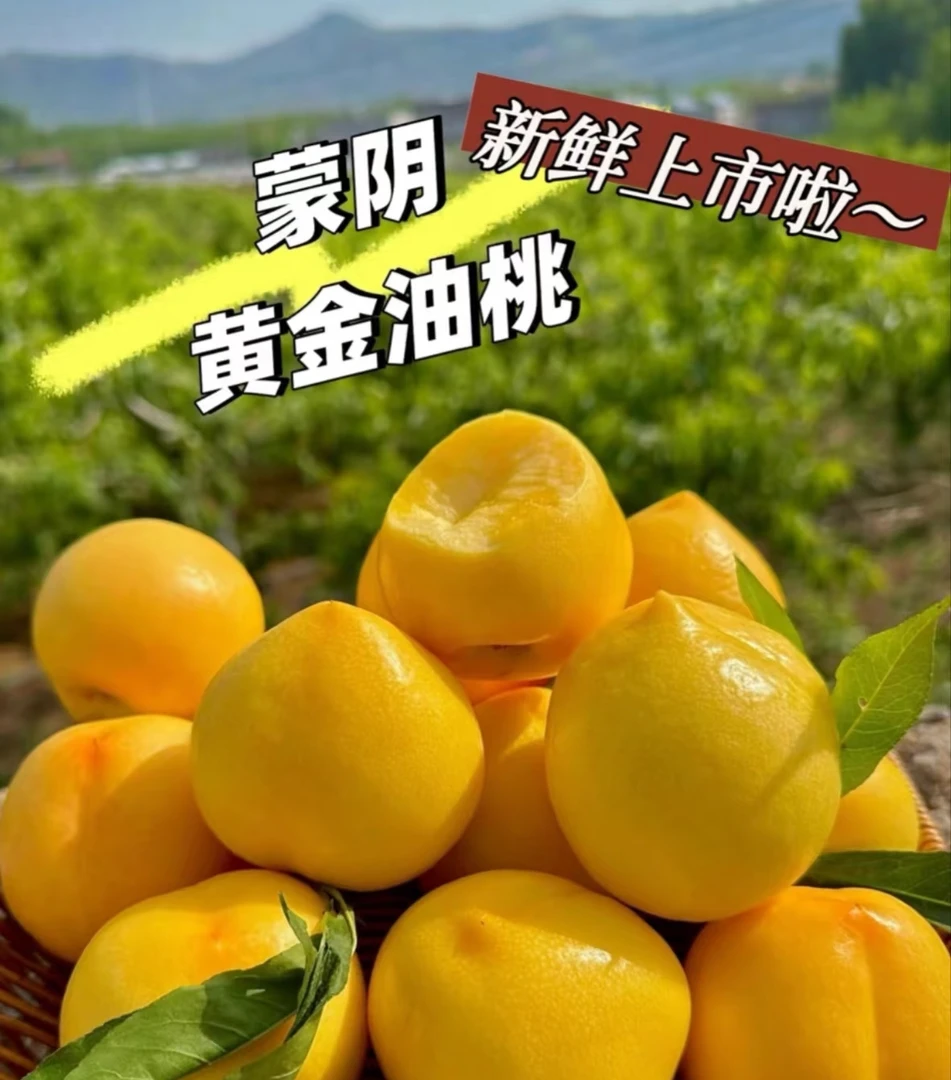 正宗蒙阴黄金油桃包邮中油4号新鲜应季水果孕妇老人送礼首选
