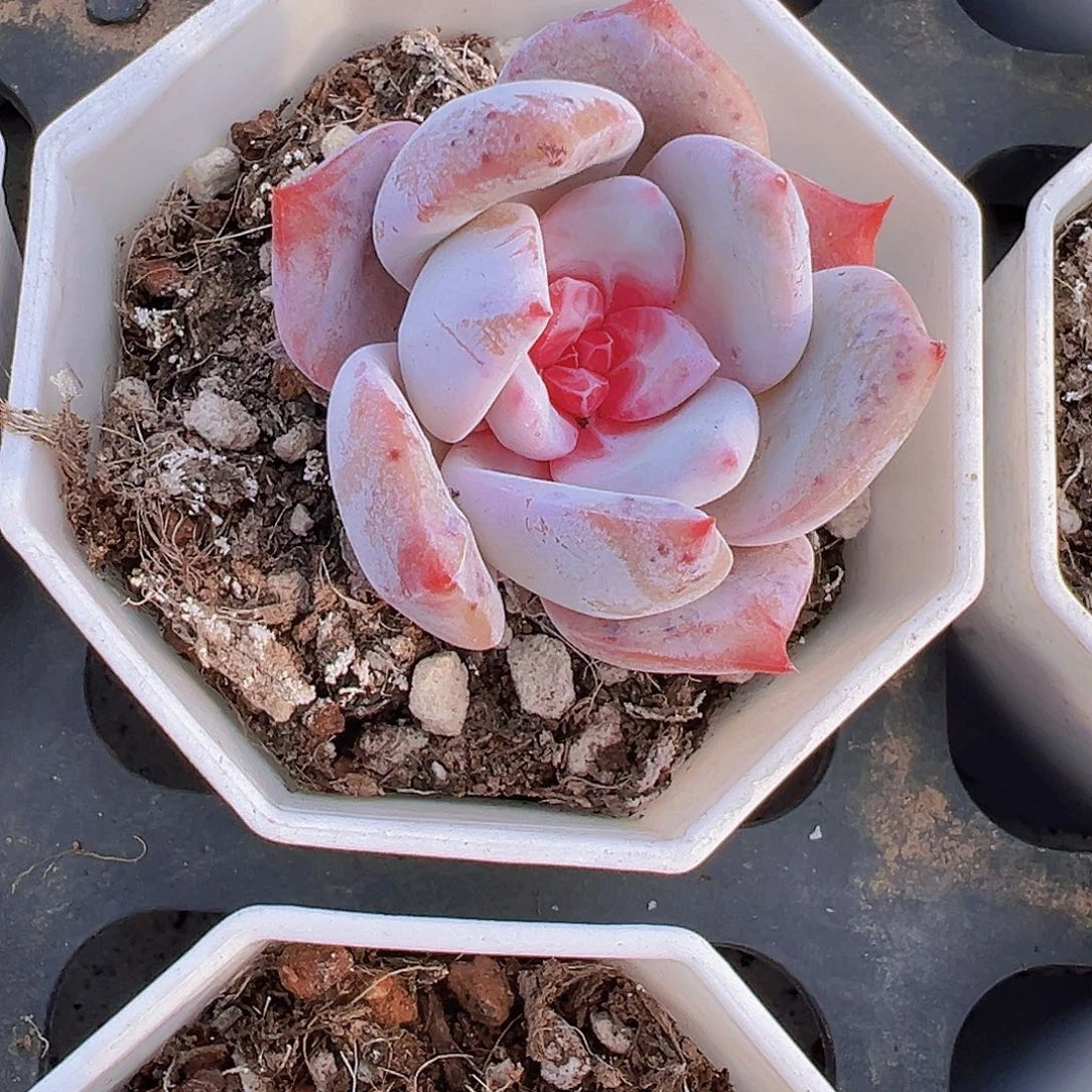 糖心雪天使19包邮多肉