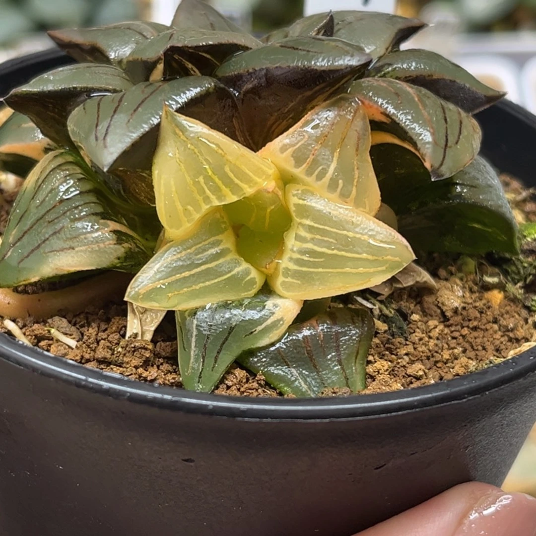 74双头红纹寿锦（糊斑➕好锦）