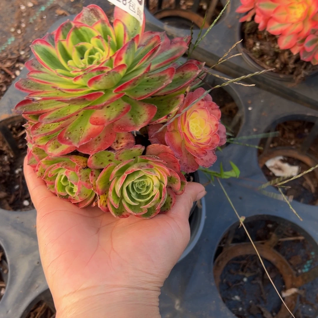 多肉植物019海王无售后