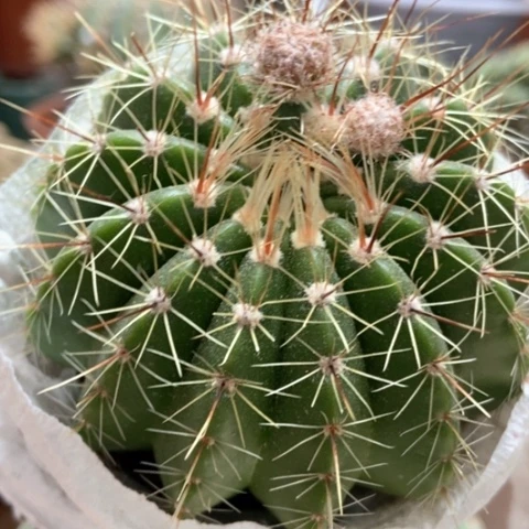 青王仙人球5米仙人球