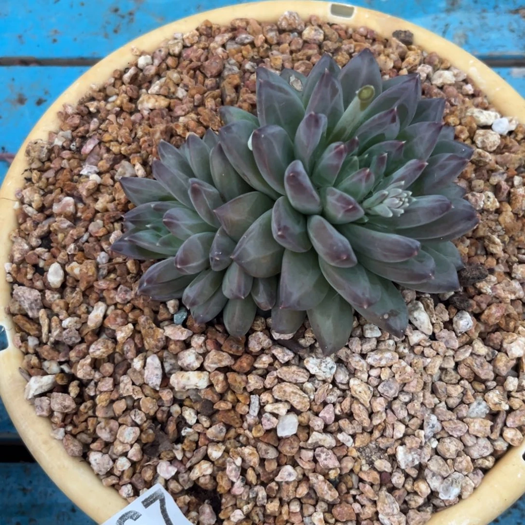 幻影多肉植物667