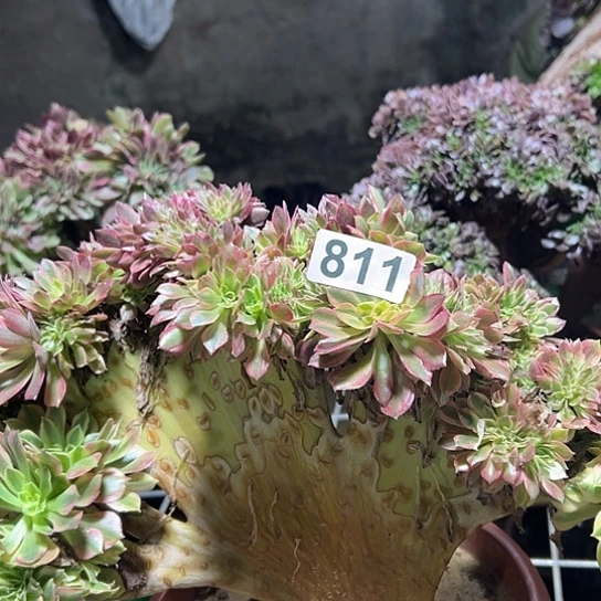 刘***红多肉植物一个斑斓811