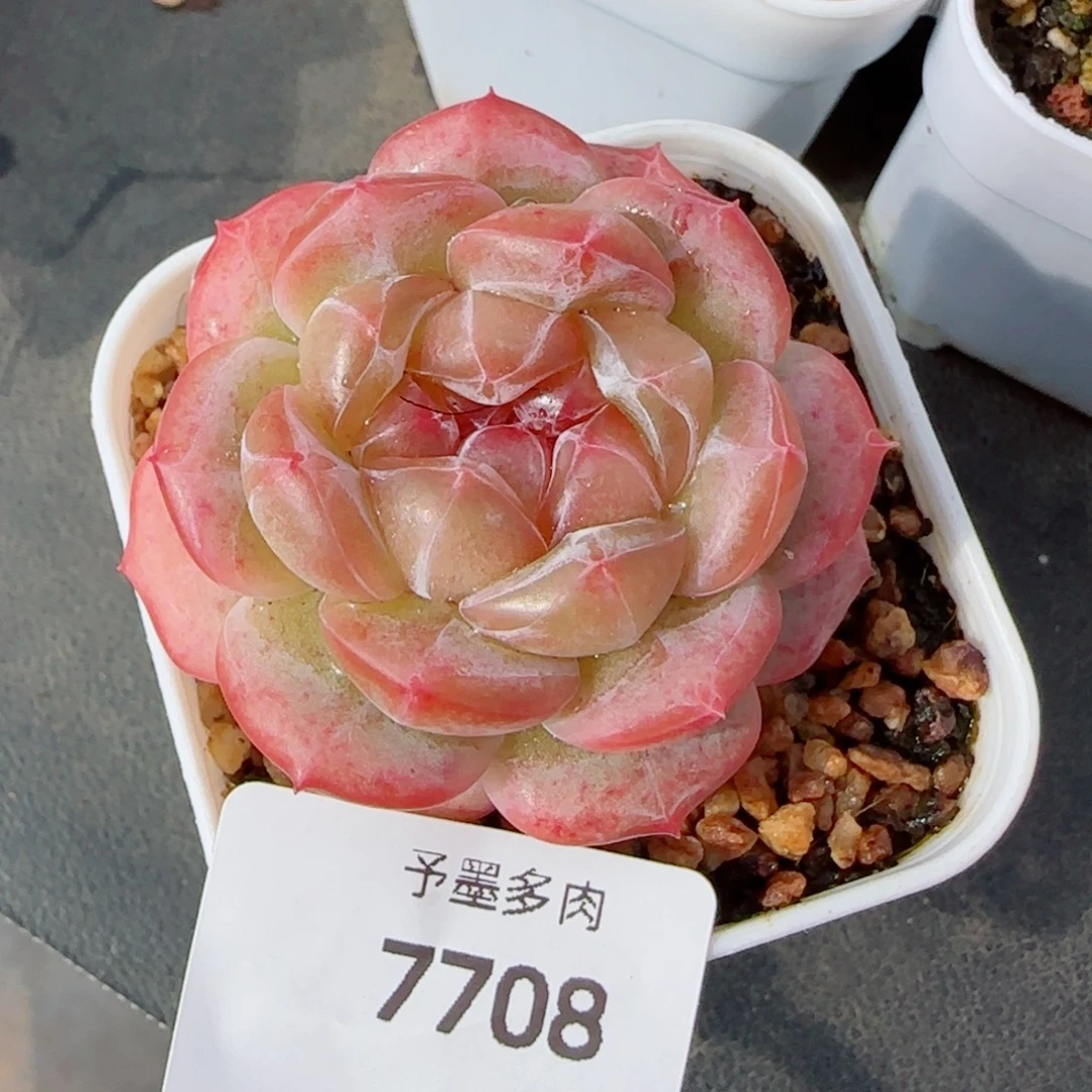 栀子花，7708多肉植物