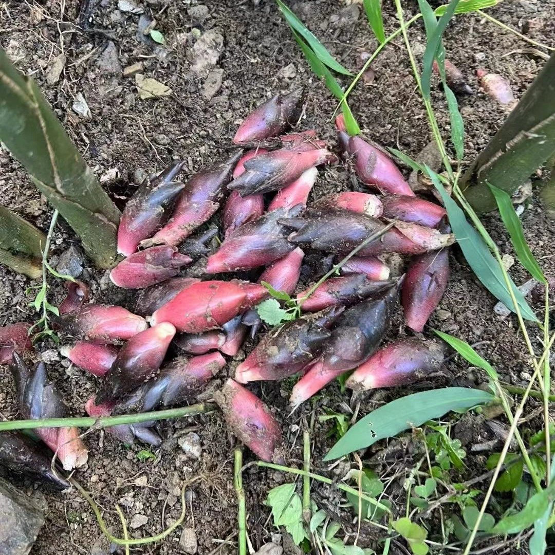 平利八仙本地野生新鲜现摘阳荷姜当季蔬菜鲜嫩
