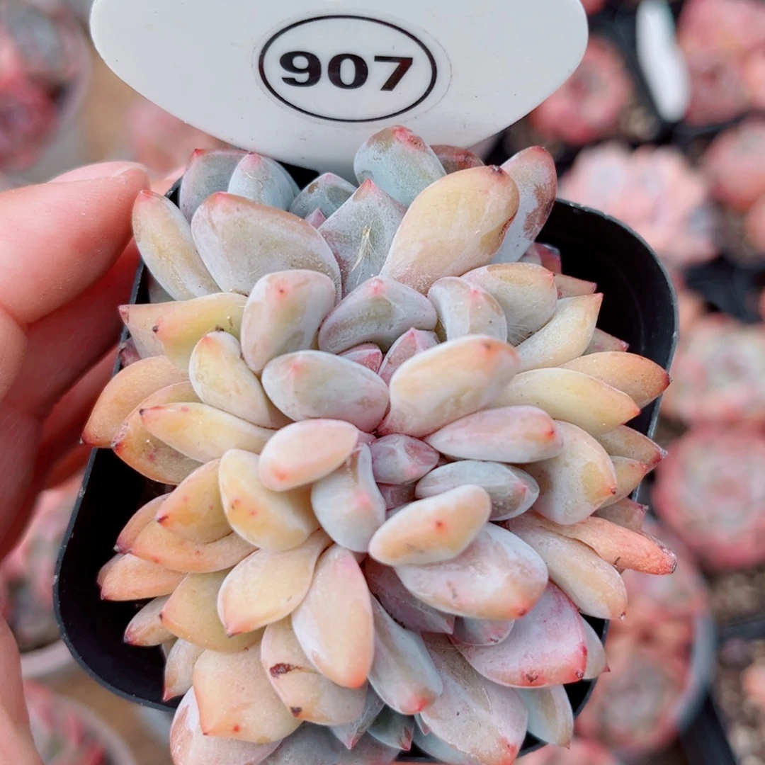 907号老桩星影朵朵缀