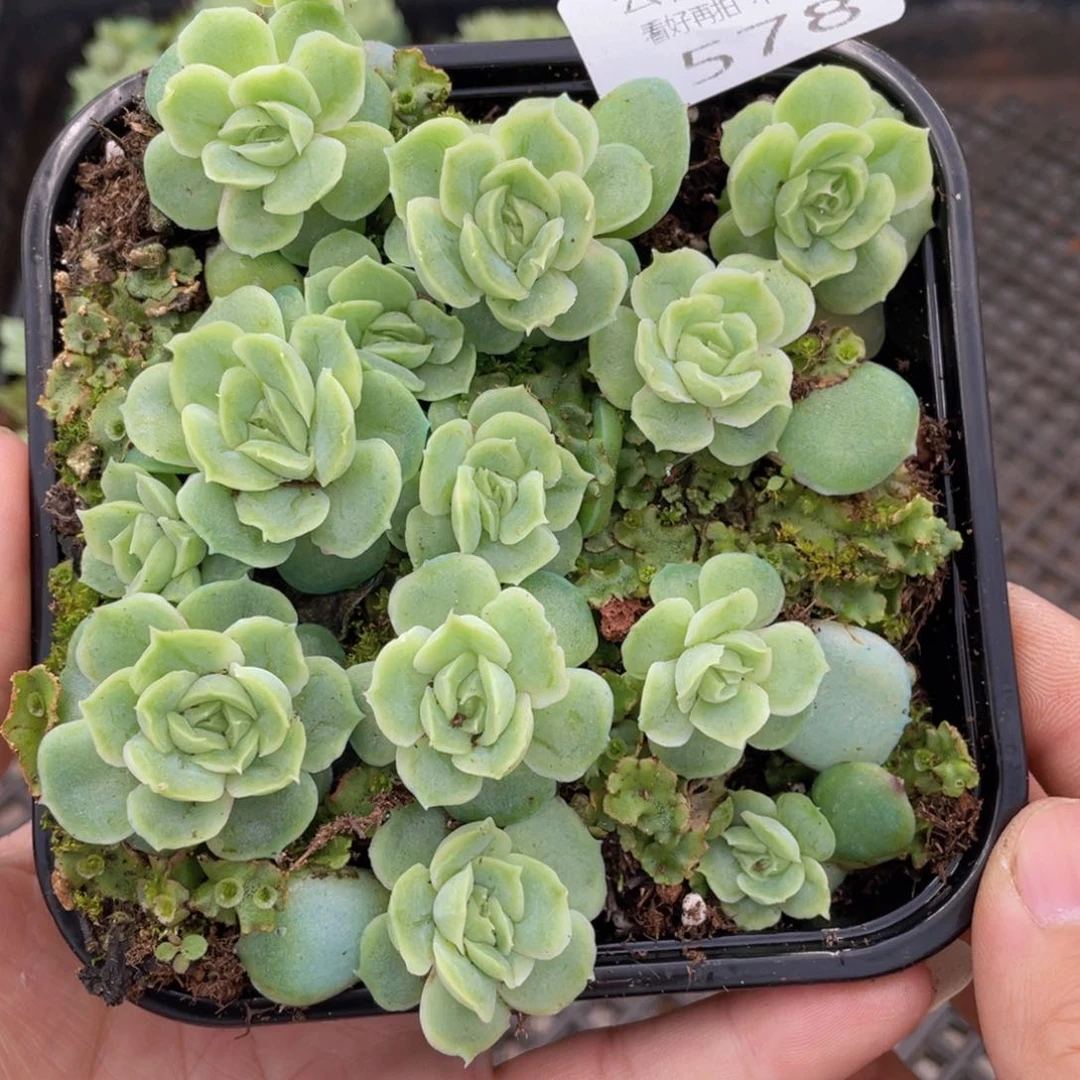 云糖心多肉植物578