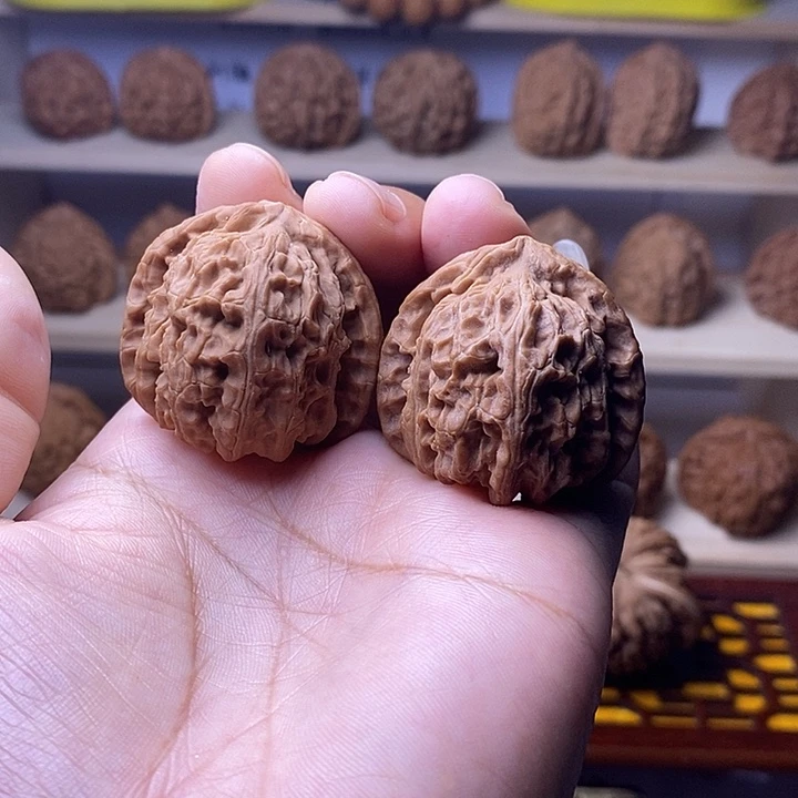 37尺白狮子骨质硬