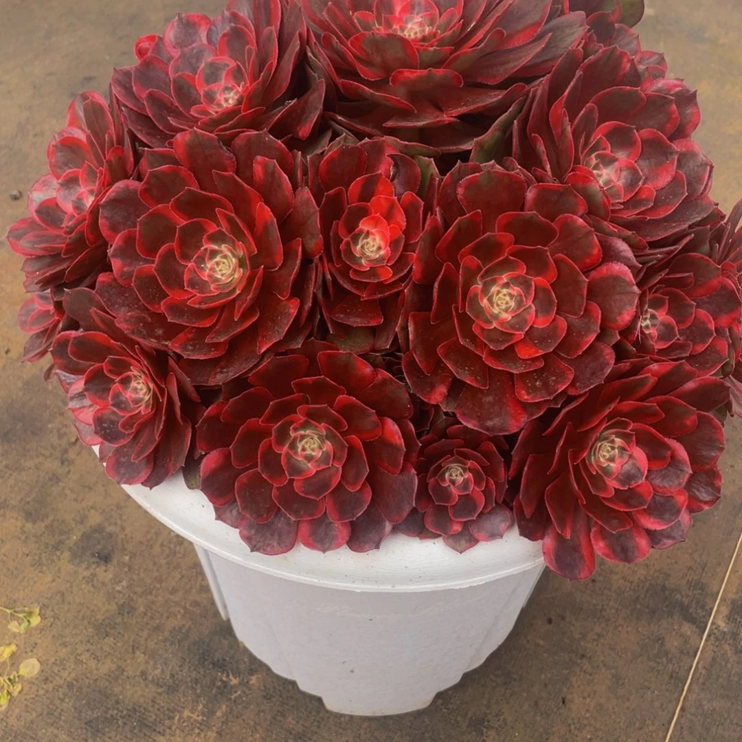 【通用】万圣节系列群生多肉植物万老桩大手捧精品多肉