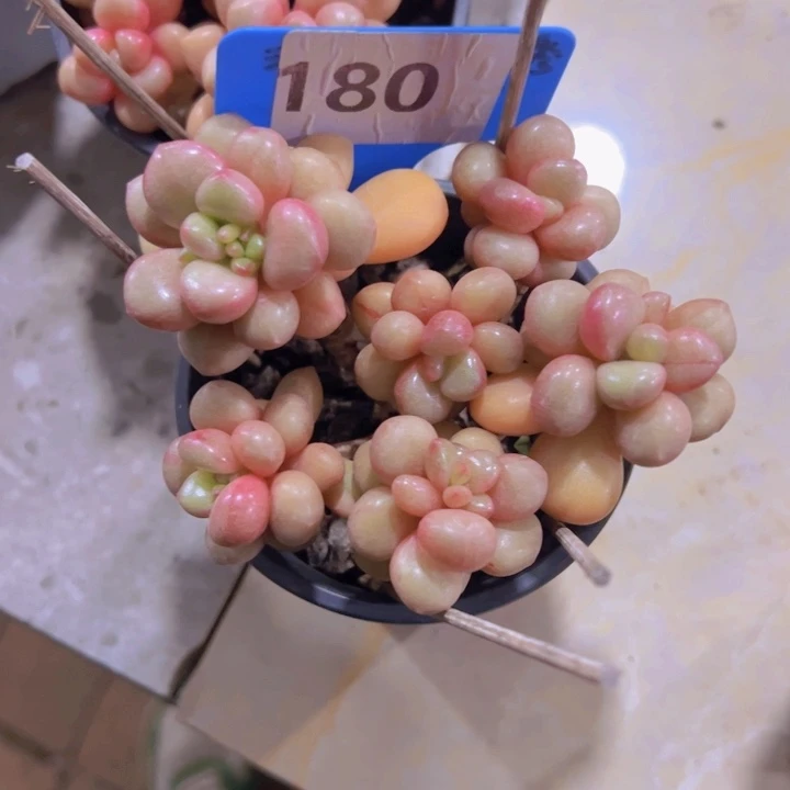 健健康康平平安安