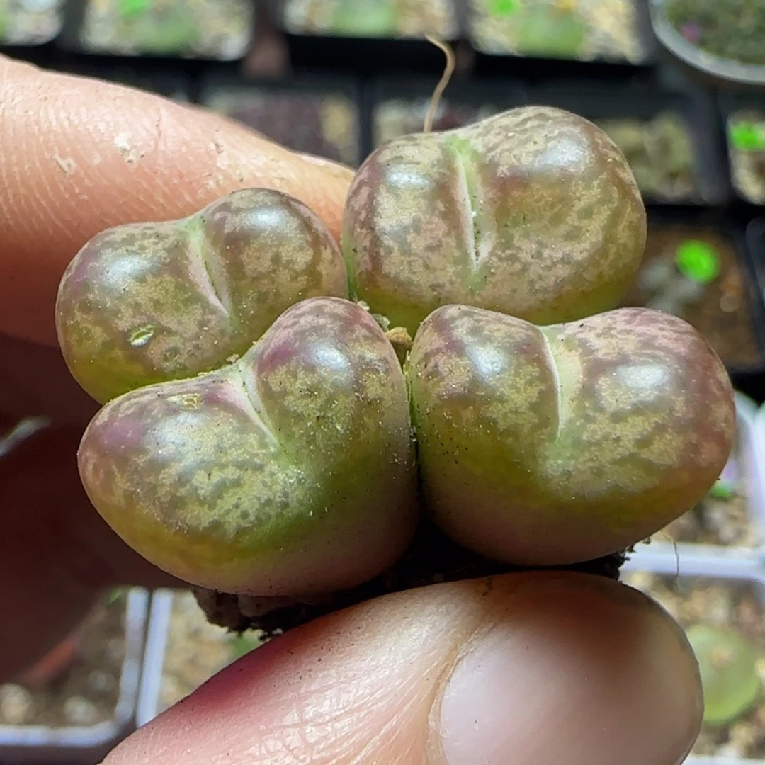 杂交漂亮多肉植物489