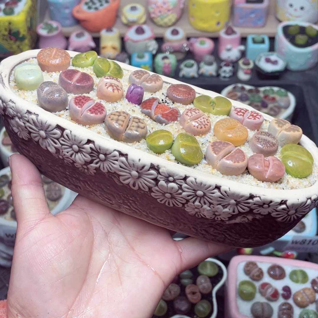 w8103 带盆土发货-零下地区拍保温箱