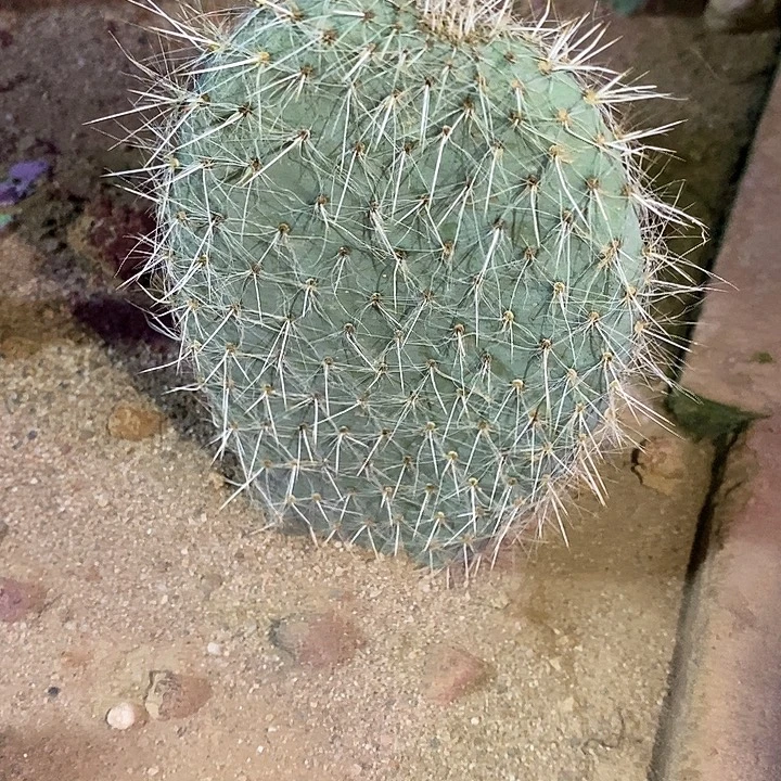 潮流植物银世界仙人掌一颗