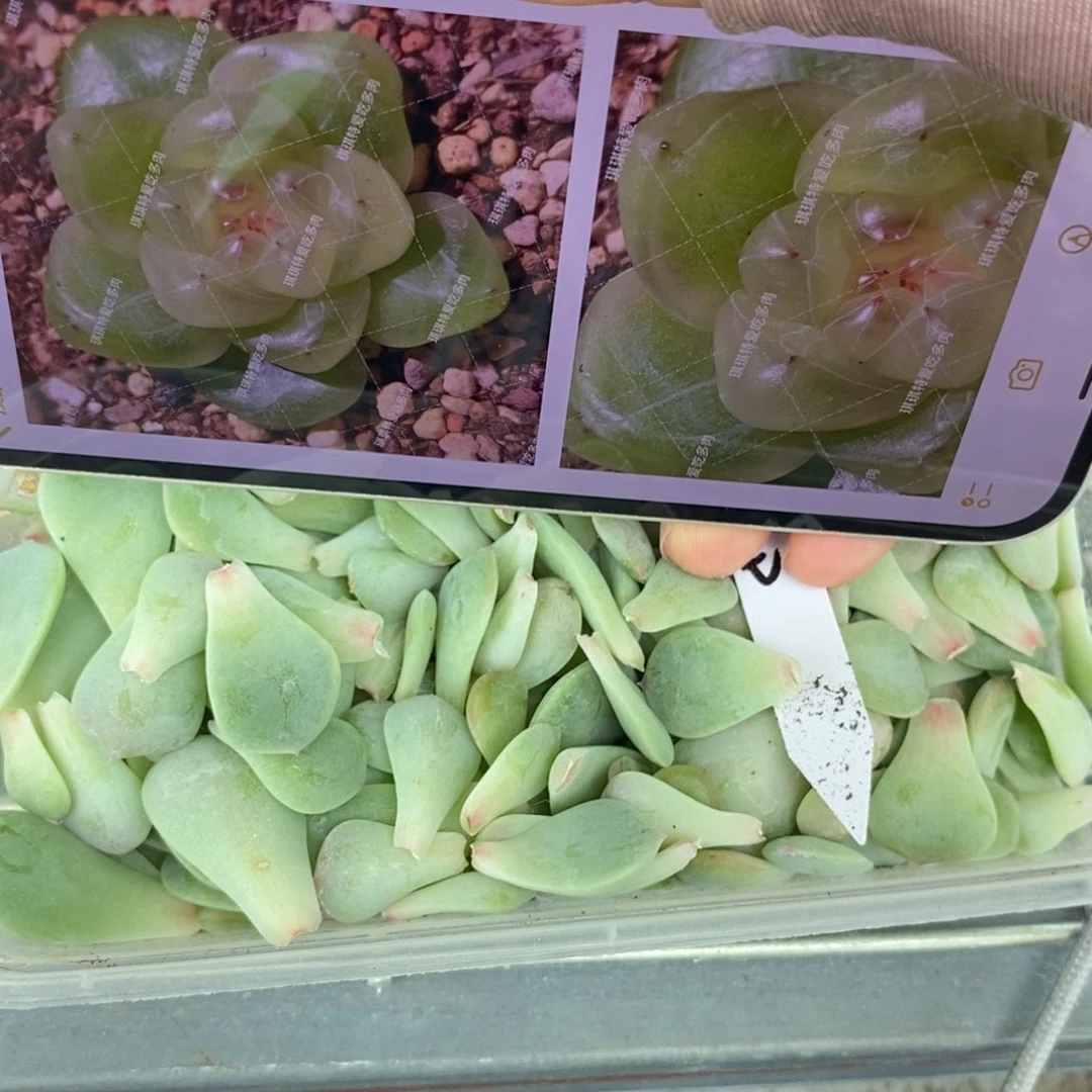 纯叶片甜心322一片多肉叶子