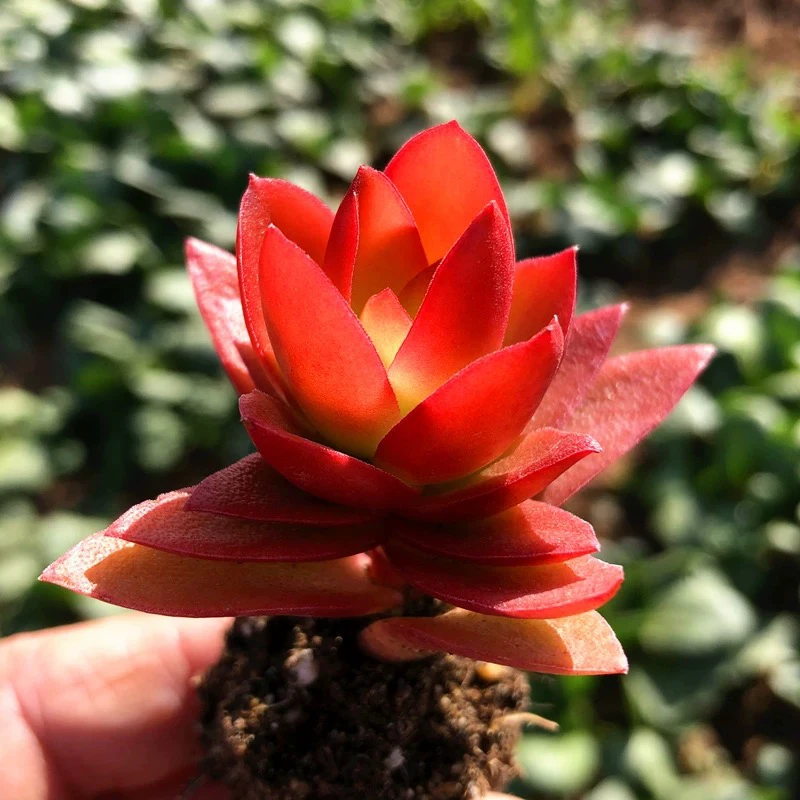 【满9.9包邮】万花筒单头6.5cm盆多肉植物以直播间展示为主