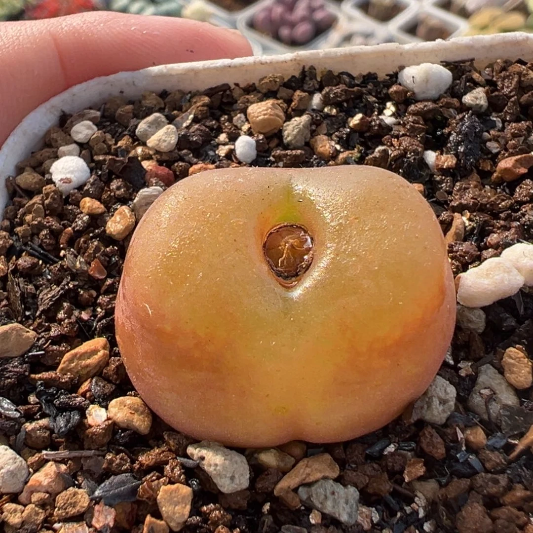 水蜜桃多肉植物盆栽栽培