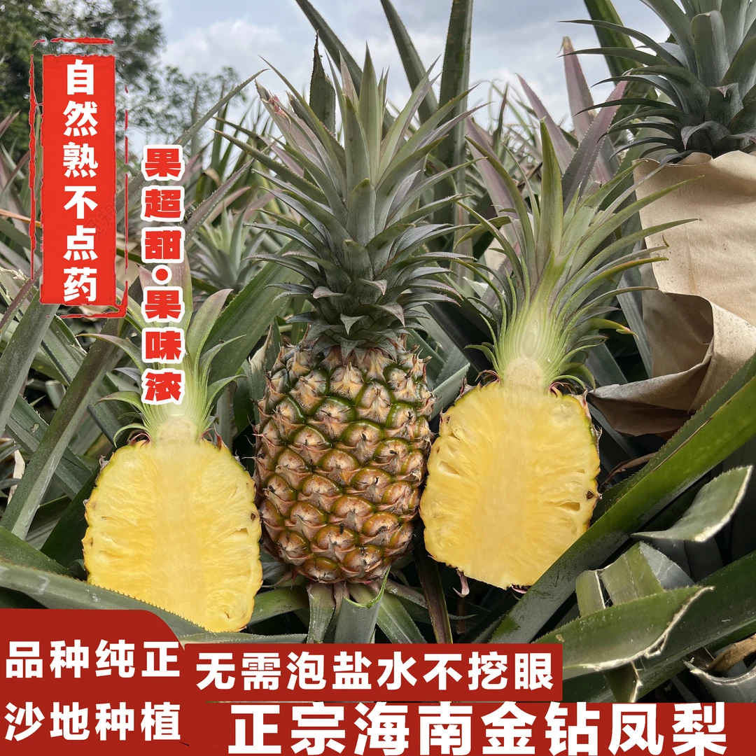 助农海南金钻17号凤梨4.2/5斤装香甜多汁自然熟新鲜当季水果海南